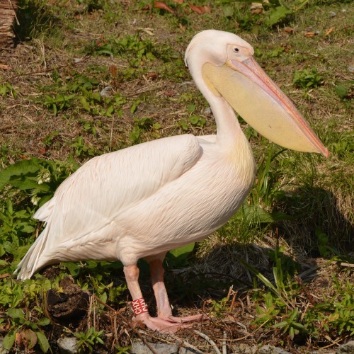 pelican-1004426_1280